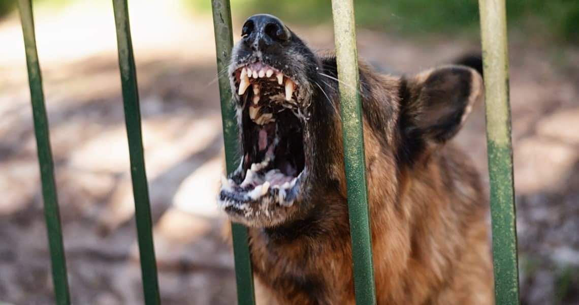 DEIXA LATIR, MESMO QUE SEJA UM HUMANO